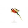 Jubilee Macaw Parrot