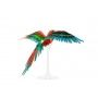 Jubilee Macaw Parrot